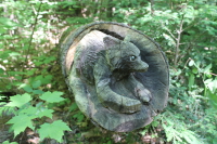 raccoon just past fly fishing pond