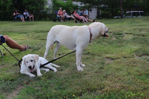 Green Heron Concert-tired doggies 0376
